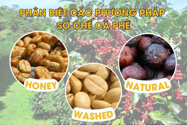Cách phân loại cà phê nguyên chất từ 3 phương pháp sơ chế cà phê cơ bản - DỄ NHẬN BIẾT!