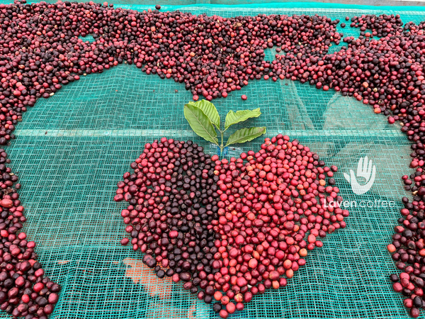 Những điều cơ bản về cà phê mà bạn chưa biết