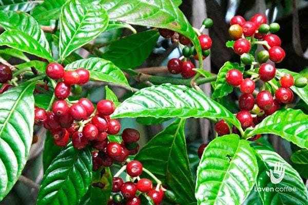 dac-diem-nguon-goc-va-nhung-cach-pha-che-ca-phe-arabica