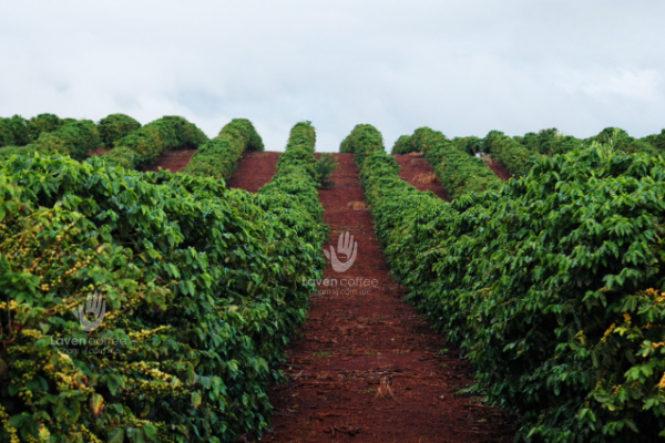ca-phe-robusta-nguyen-chat