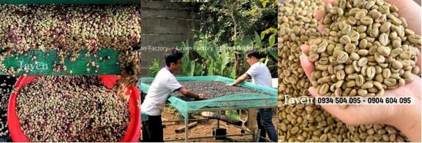 quy trinh hai va phoi kho ca phe nguyen ban laven