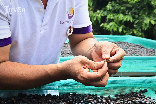 gu-nguyen-ban-pha-phin-chat-luong-original-1-ca-phe-si-laven-coffee