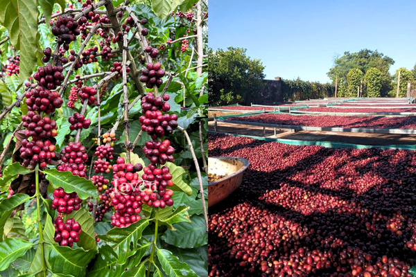 gu-nguyen-ban-pha-phin-chat-luong-original-1-ca-phe-si-laven-coffee