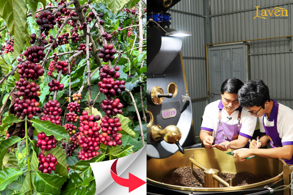 ca-phe-si-gu-nguyen-ban-pha-phin-dam-vi-xay-san-o2-laven-coffee