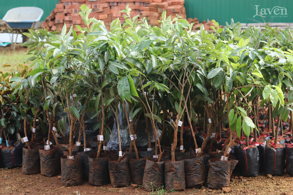 laven-coffee-ho-tro-cay-giong-cho-mot-so-ba-con-nong-dan-tai-bao-loc