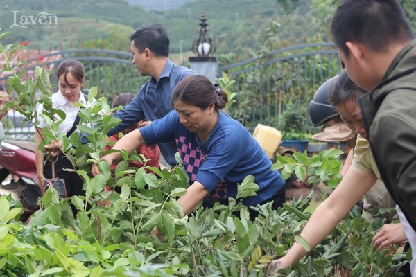 laven-coffee-ho-tro-cay-giong-cho-mot-so-ba-con-nong-dan-tai-bao-loc