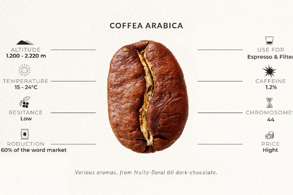thanh-phan-trong-hat-arbica-robusta
