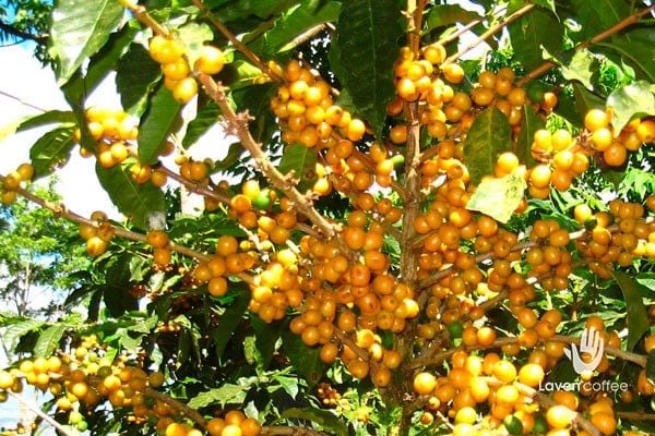 dac-diem-nguon-goc-va-nhung-cach-pha-che-ca-phe-arabica