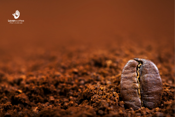 thanh-phan-trong-hat-arbica-robusta