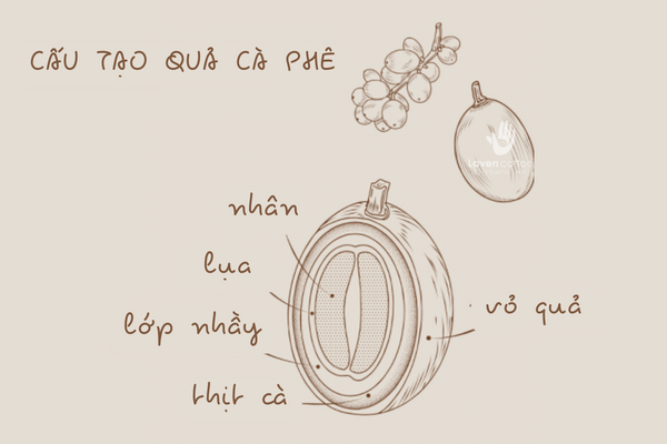 cach-phan-loai-ca-phe-nguyen-chat-tu-3-phuong-phap-so-che-ca-phe-co-ban