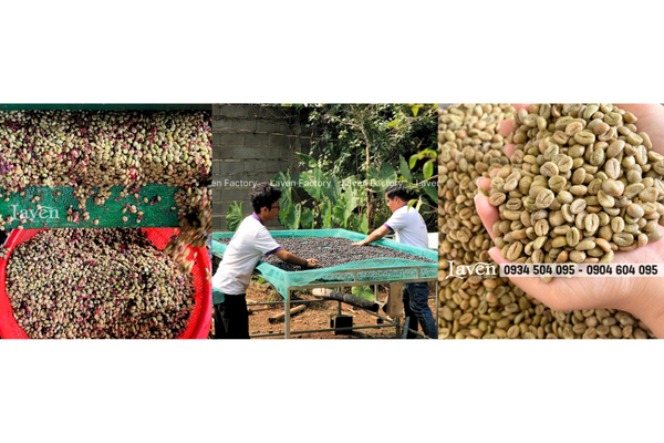ca-phe-si-robusta-natural-hien-dai-gold-2-dang-dam