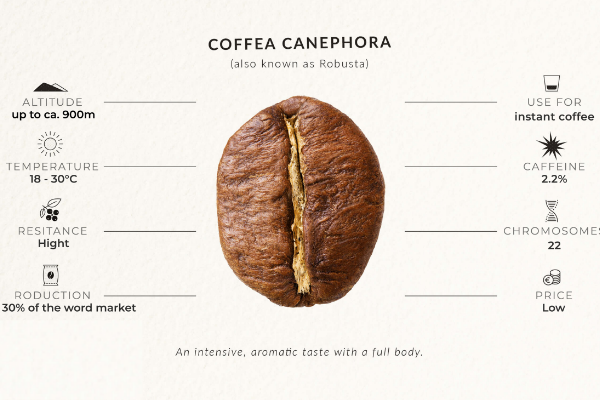 thanh-phan-trong-hat-arbica-robusta