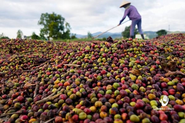 cac-loi-trong-ca-phe