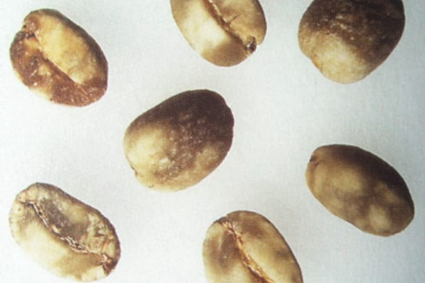 cac-loi-trong-ca-phe