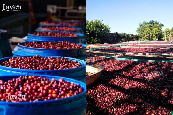 Robusta Natural lên men yếm khí tự nhiên Biên Hòa