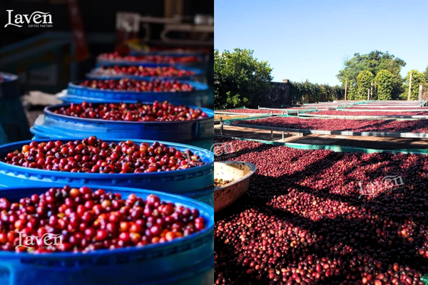 ca-phe-robusta-natural-super-goi-250g-specialty-laven-coffee