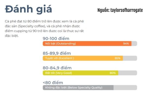 cach-cham-diem-cua-ca-phe-dac-san-specialty-dat-tieu-chuan-la-nhu-the