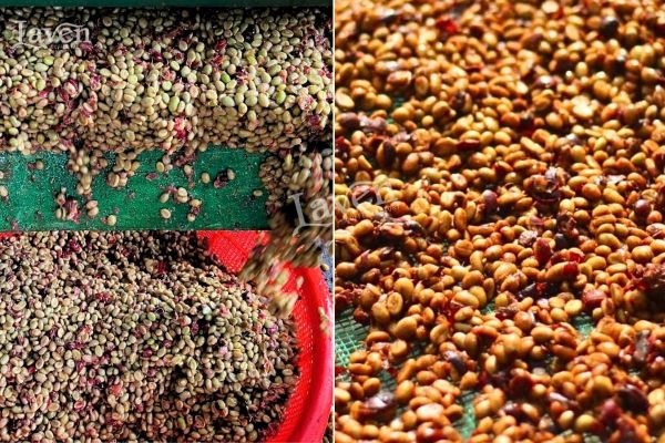 Phương pháp chế biến bán ướt - cà phê Robusta Honey Laven