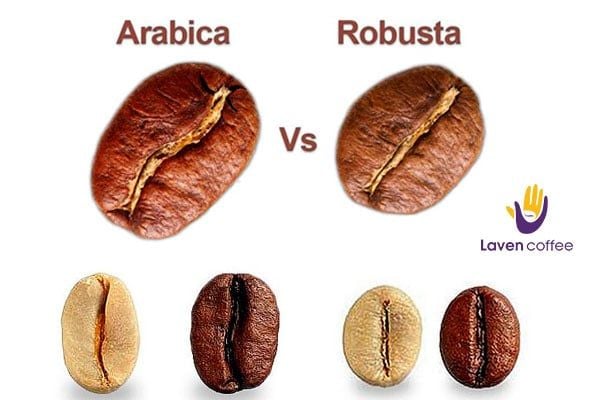 khac-nhau-giua-arabica-robusta