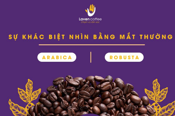 thanh-phan-trong-hat-arbica-robusta
