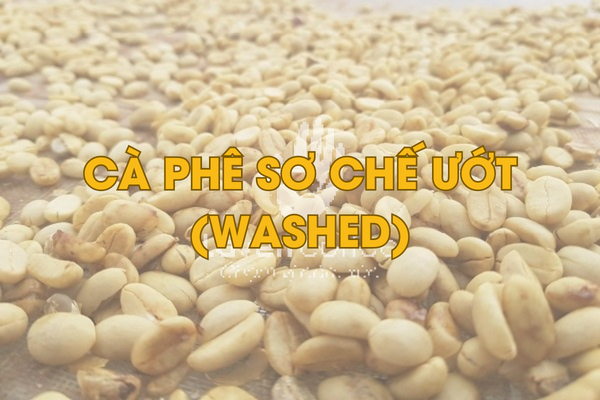 cach-phan-loai-ca-phe-nguyen-chat-tu-3-phuong-phap-so-che-ca-phe-co-ban