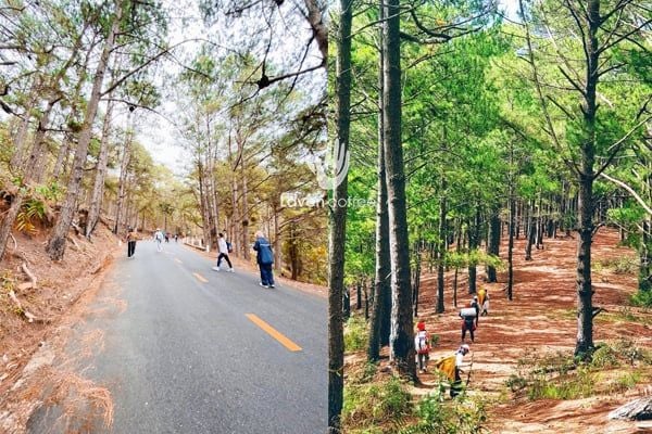 kinh-nghiem-san-may-langbiang-o-da-lat-trai-nghiem-ca-phe-tren-may-bo