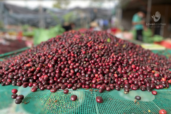 ca-phe-robusta-nguyen-chat