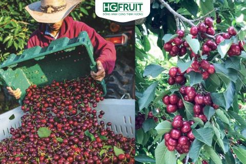 Cherry Mỹ California khan hàng đầu mùa 2025 – Giá dự báo tăng mạnh