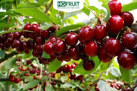 MÙA CHERRY MỸ 2025: HOÀNG GIANG FRUIT TIÊN PHONG NHẬP KHẨU CHÍNH NGẠCH