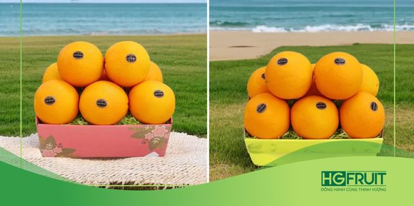 CAM NAVEL VÀ GIÁ TRỊ DINH DƯỠNG