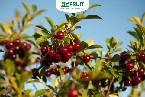 Cập nhật mùa Cherry Canada 2025: Mùa thu hoạch đang đến gần!