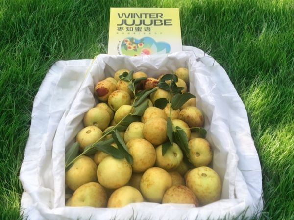 Hồng Táo Winter Jujube: Viên Vitamin Bổ Dưỡng Cho Sức Khỏe và Sắc Đẹp