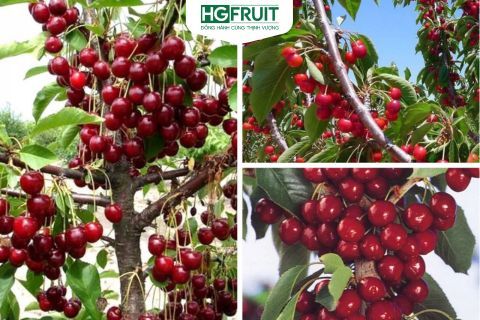Lợi Ích Sức Khỏe Tuyệt Vời Của Cherry Và Thông Tin Về Cherry Mỹ Giá Sỉ