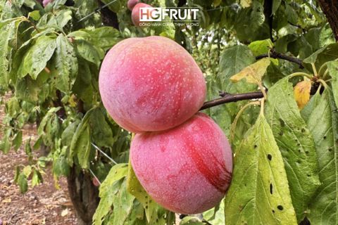 Hương vị mận Úc hồi sinh: Khám phá giống mới độc quyền cùng Hoàng Giang Fruit