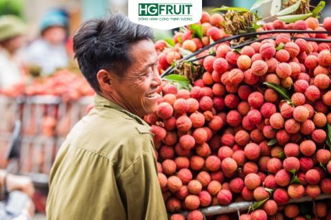 Vải Nổi Tiếng Ở Đâu? Top Loại Vải Ngon Nhất Việt Nam