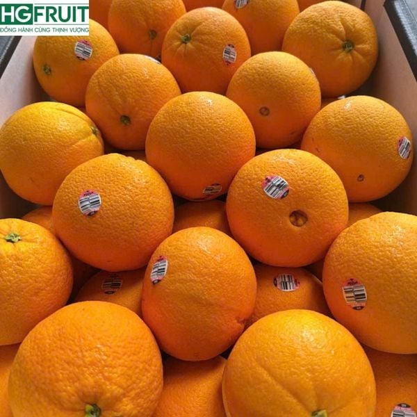 Địa chỉ mua Cam Cara Úc uy tín – Hoàng Giang Fruit (Klever Group)