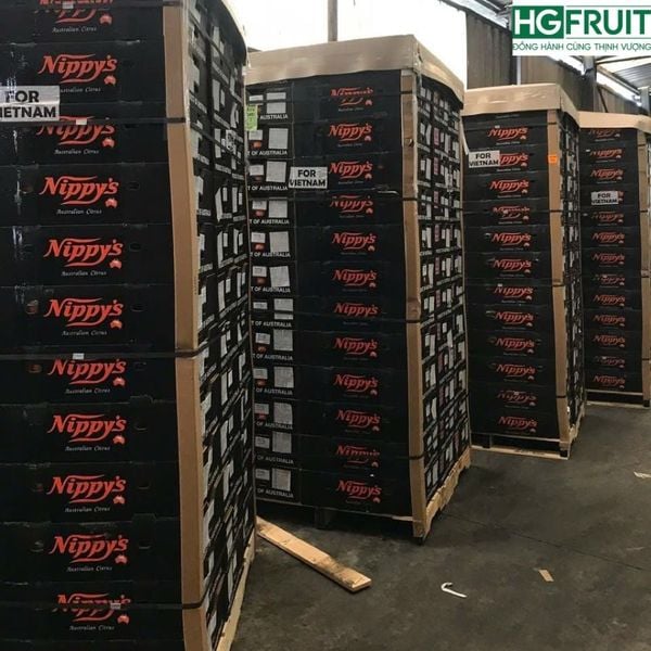 Địa chỉ mua Cam Cara Úc uy tín – Hoàng Giang Fruit (Klever Group)