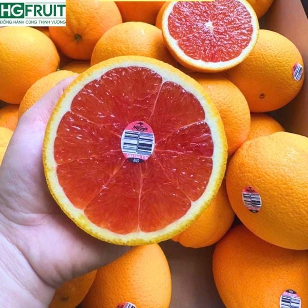 Cam Cara Úc – Cam Ruột Đỏ Nhập Khẩu Cao Cấp Từ Xứ Sở Kangaroo Giá Sỉ Tốt Nhất Từ Hoàng Giang Fruit