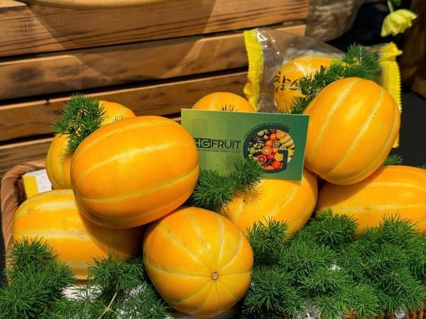 Dưa Lê Hàn Quốc nhập khẩu cao cấp