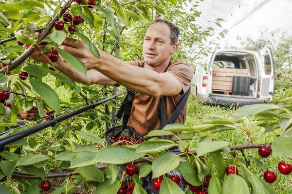 cherry-my-california-2025