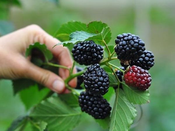 nhung-loai-trai-cay-bo-mau