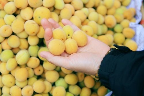 hoa-qua-mua-he-mien-bac