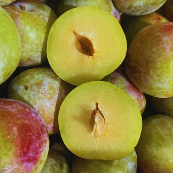 Mận Úc October Sun