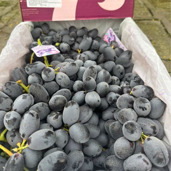 Nho Kẹo Đen Candy Crunch – Siêu phẩm nho nhập khẩu từ Úc