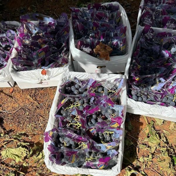 Thùng nguyên đai Nho đen không hạt Úc