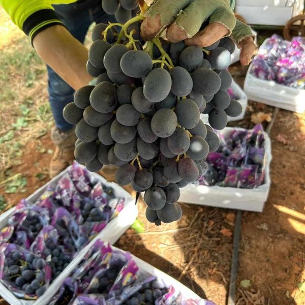 Nho đen không hạt Úc tại vườn
