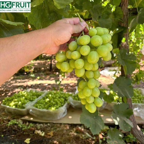 Nho xanh không hạt Mỹ giá sỉ