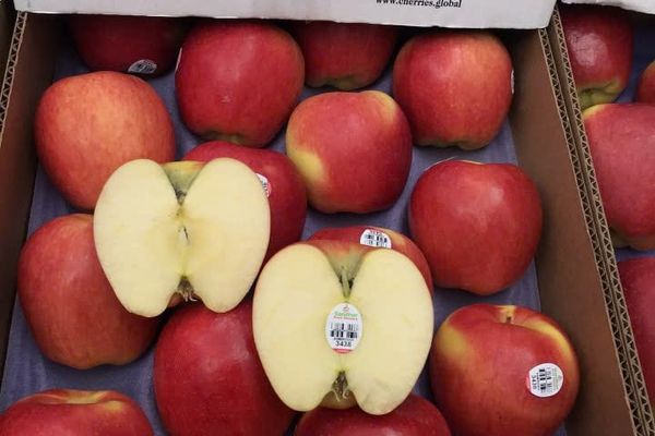 Táo Ambrosia Canada