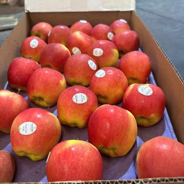 Táo Ambrosia Canada giá sỉ tại Hoàng Giang Fruit
