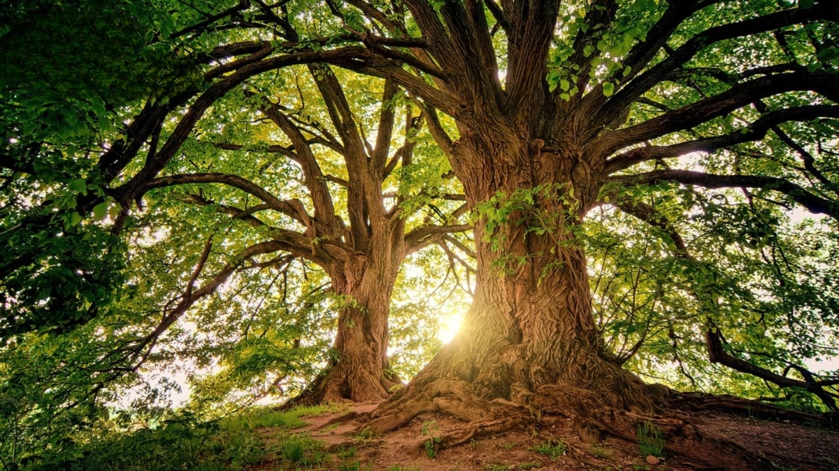 Mệnh Mộc hợp màu gì? Gợi ý màu sắc may mắn cho người mệnh Mộc